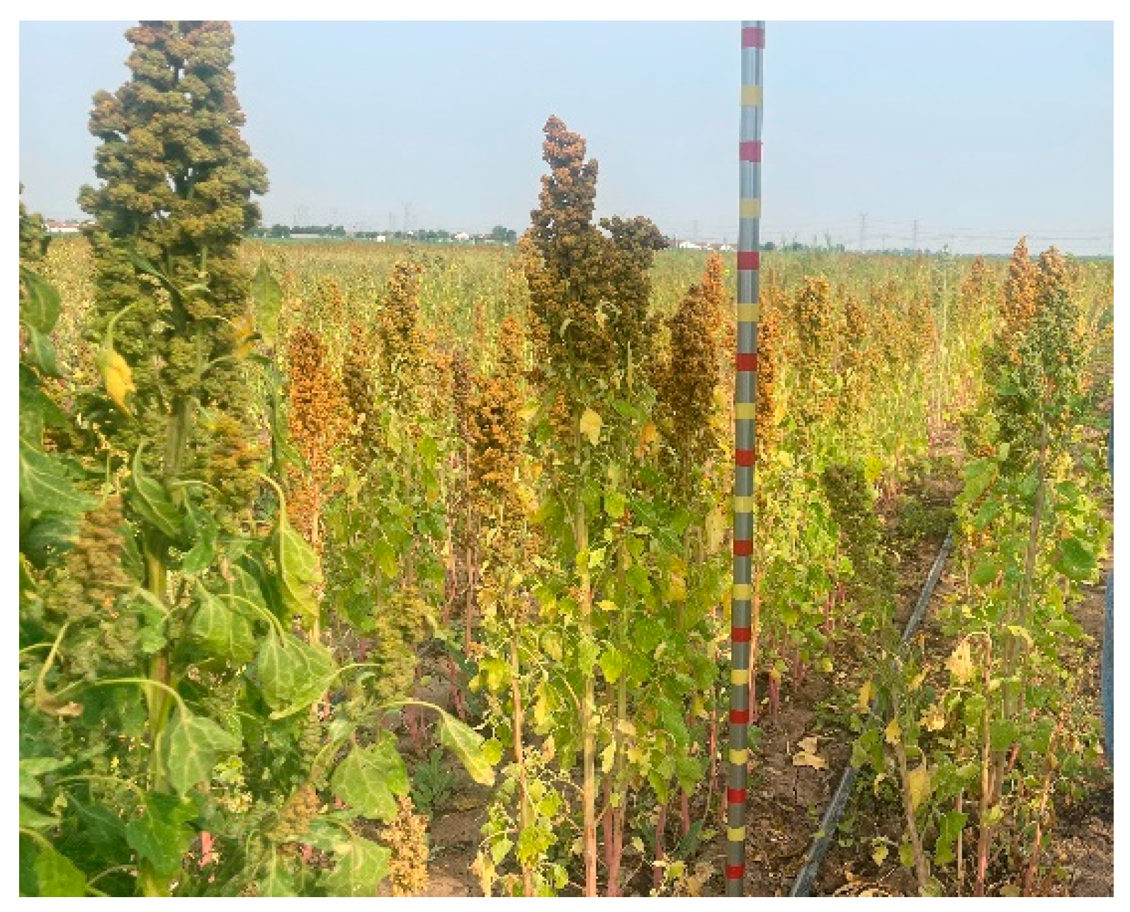 Agriengineering 07 00038 g004