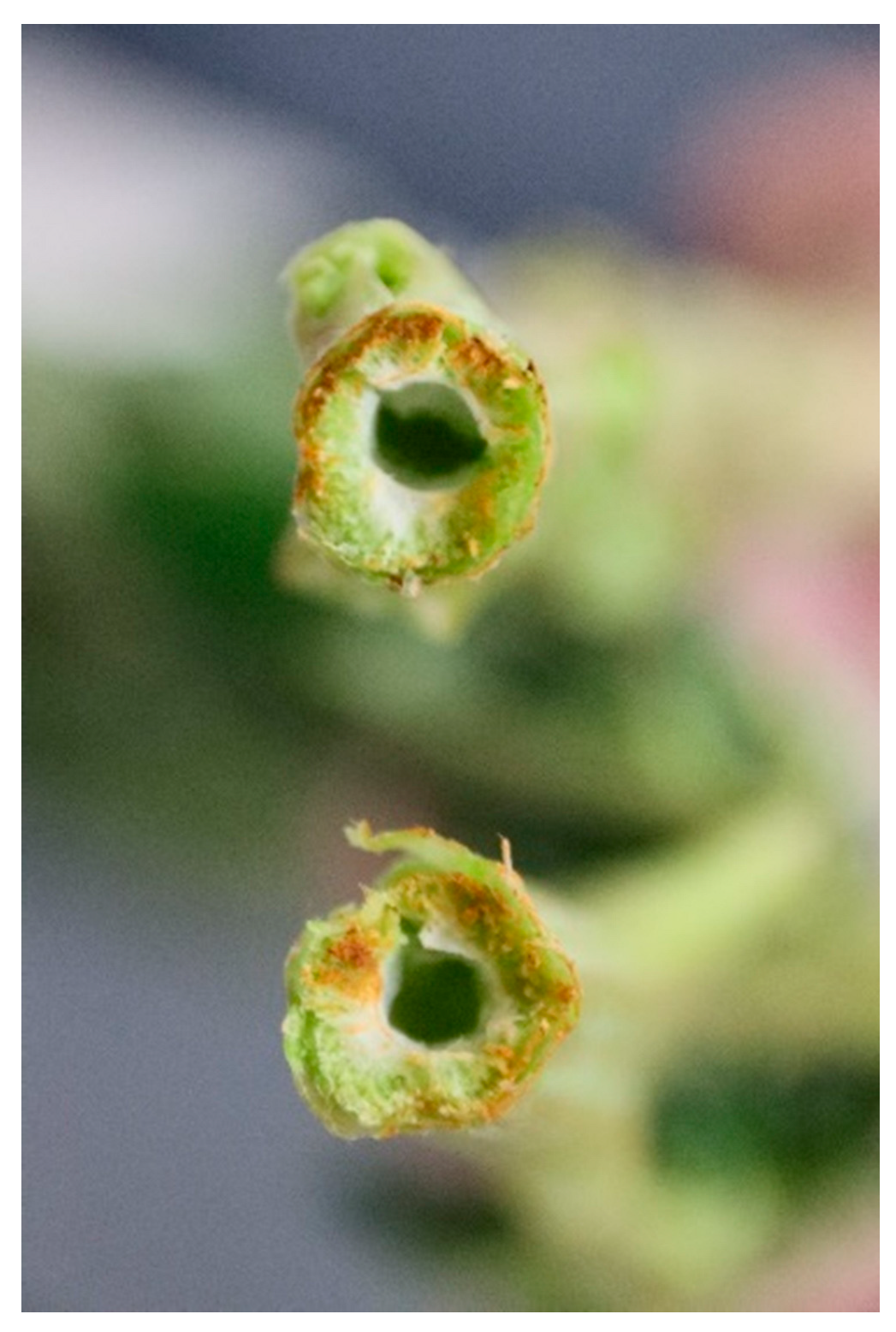 Agriengineering 07 00038 g009