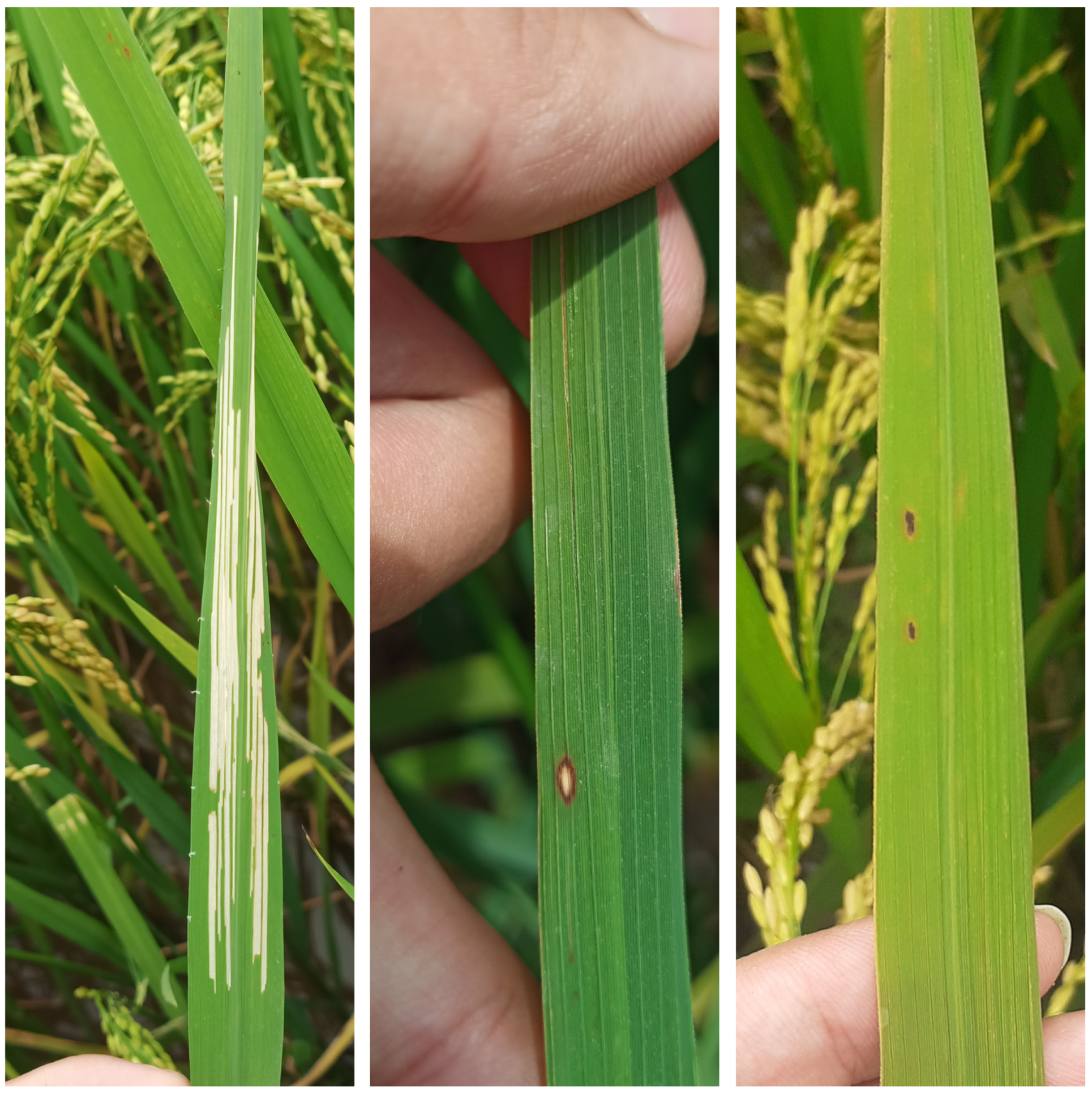 Agriengineering 07 00093 g011