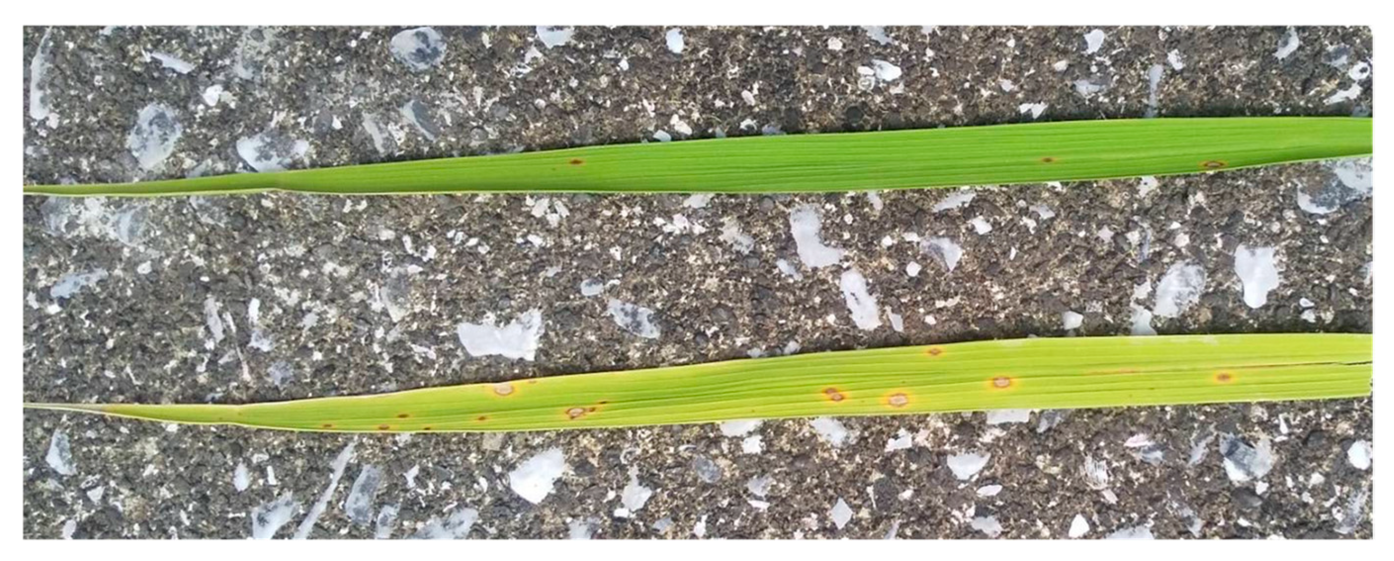 Agriengineering 07 00122 g004