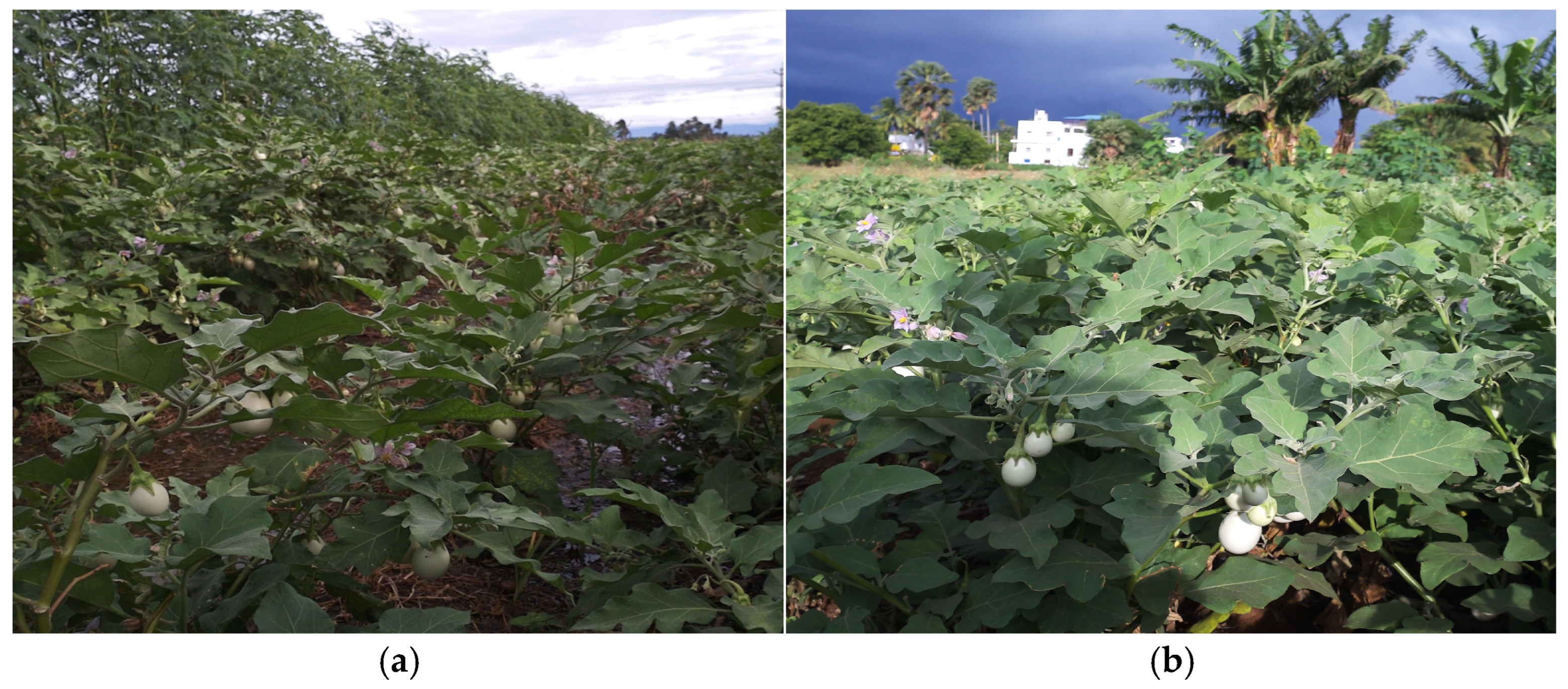 Agriengineering 07 00196 g007