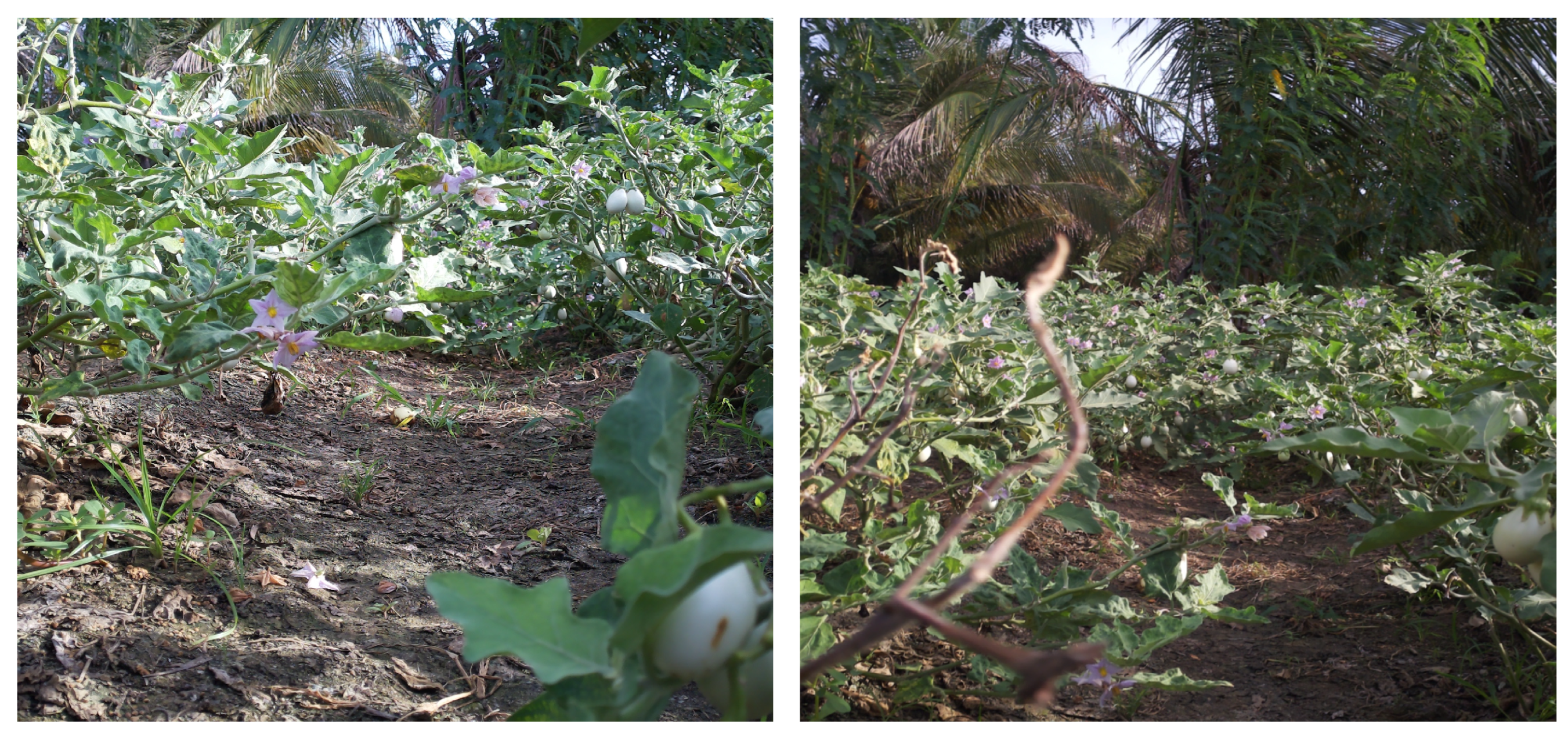 Agriengineering 07 00196 g014