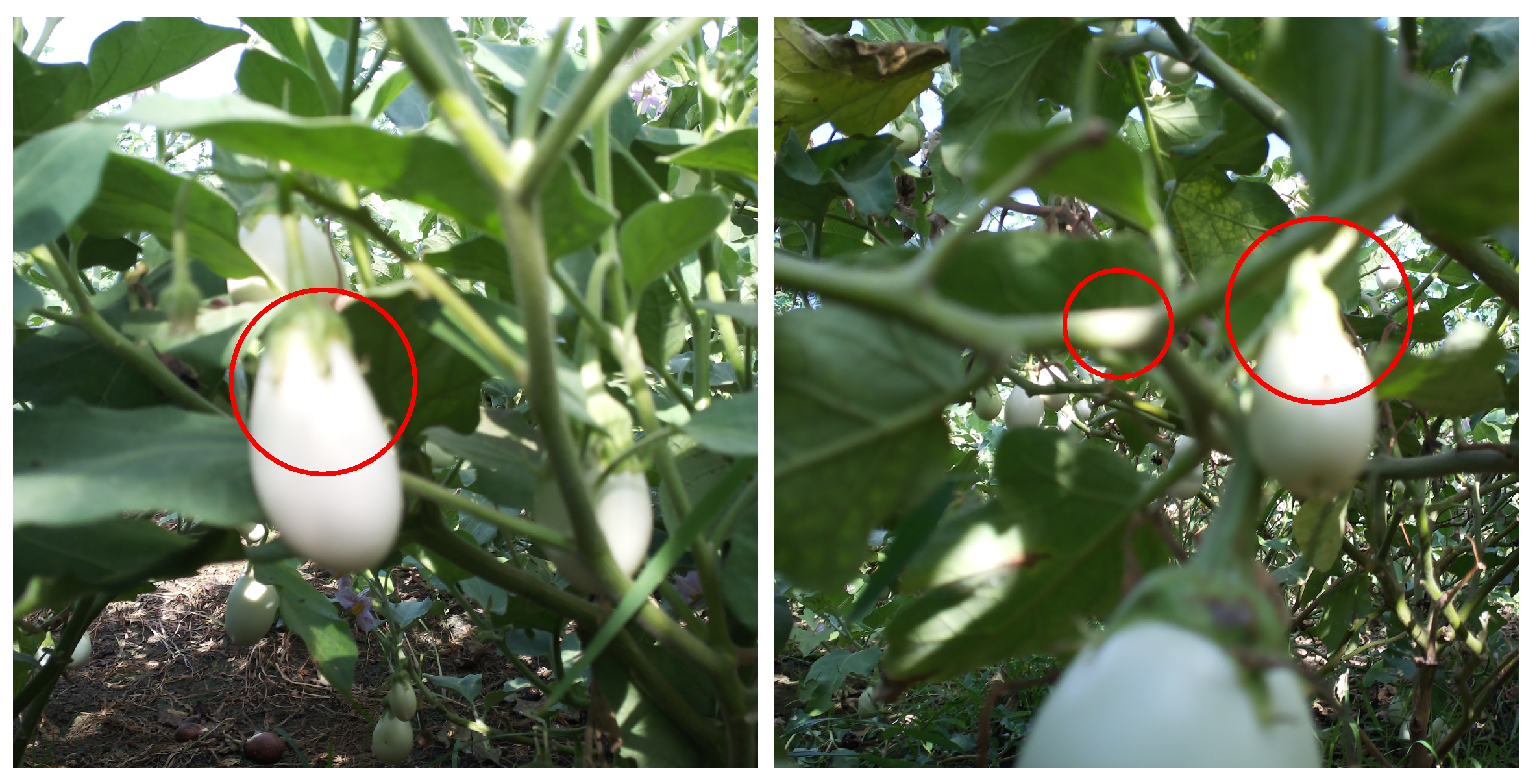 Agriengineering 07 00196 g015