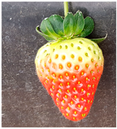 Agriengineering 07 00246 i003