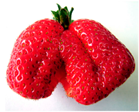 Agriengineering 07 00246 i005