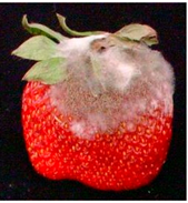 Agriengineering 07 00246 i007