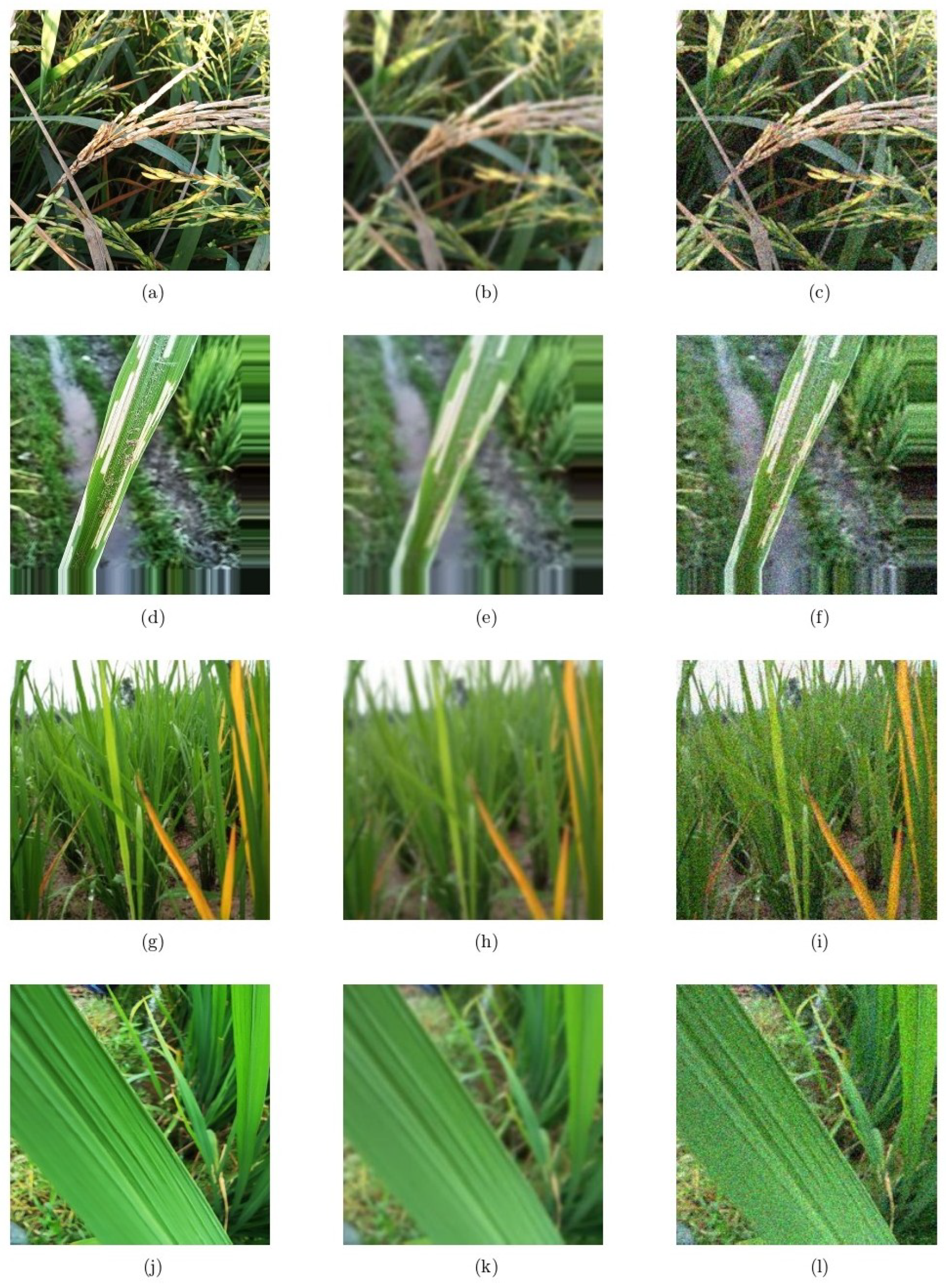 Agriengineering 07 00268 g012