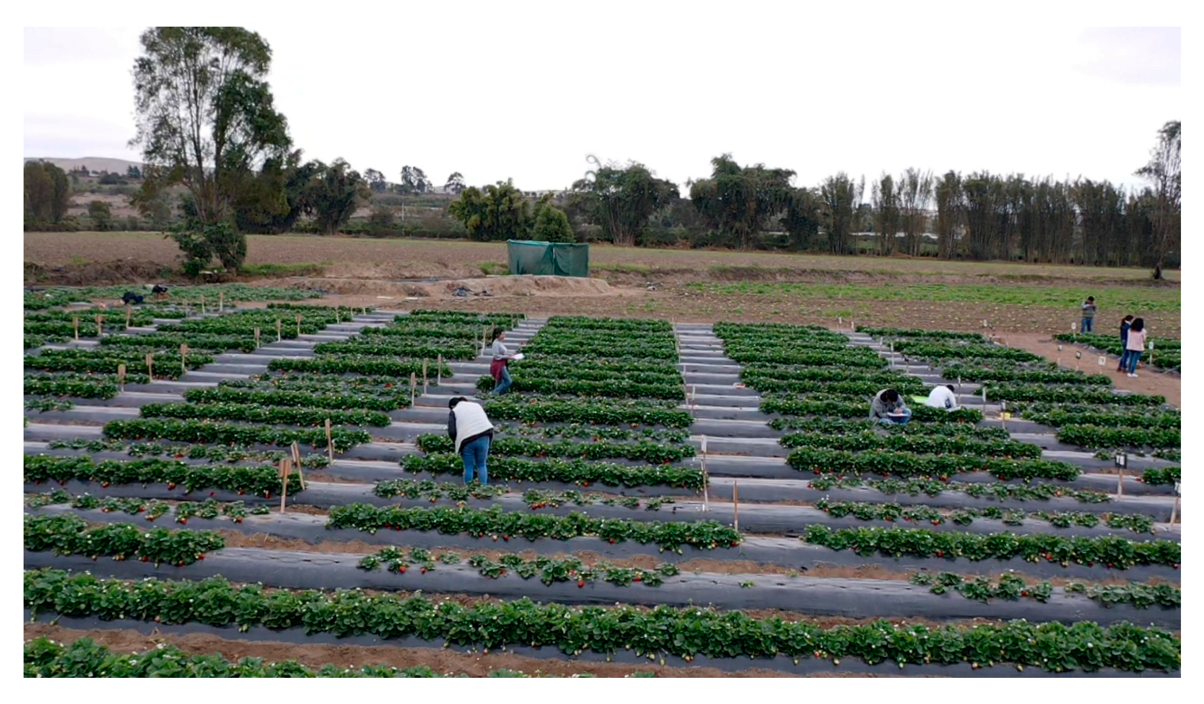 Agriengineering 07 00381 g002 Agriengineering 07 00381 g002