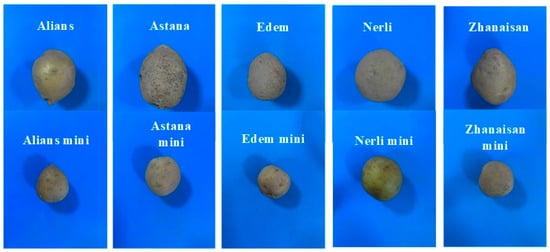 The Kazakhstani potato varieties included in the study.