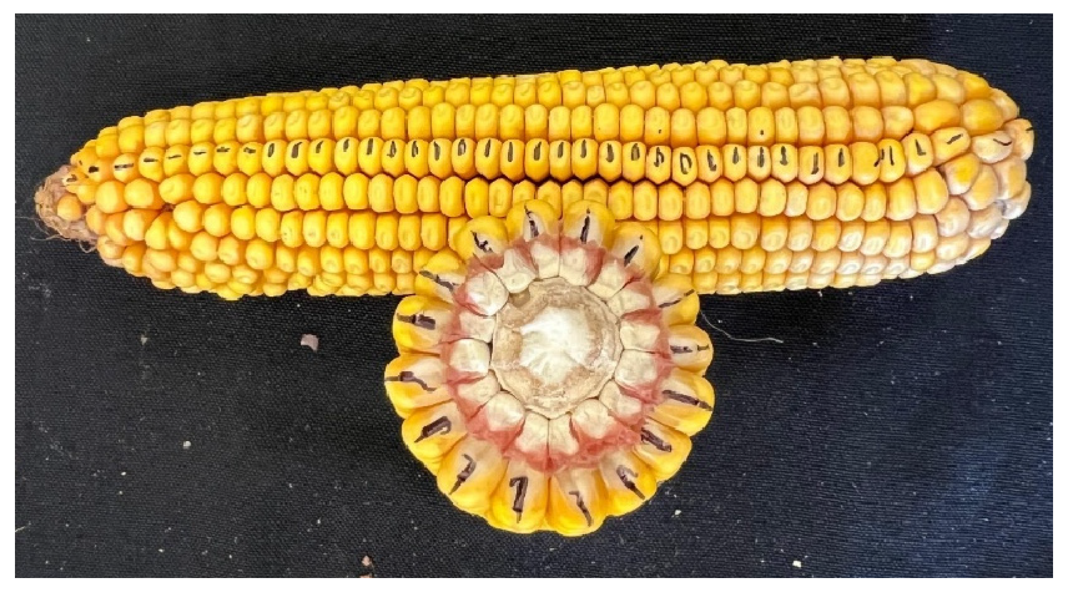 Agriengineering 08 00146 g002 Agriengineering 08 00146 g002