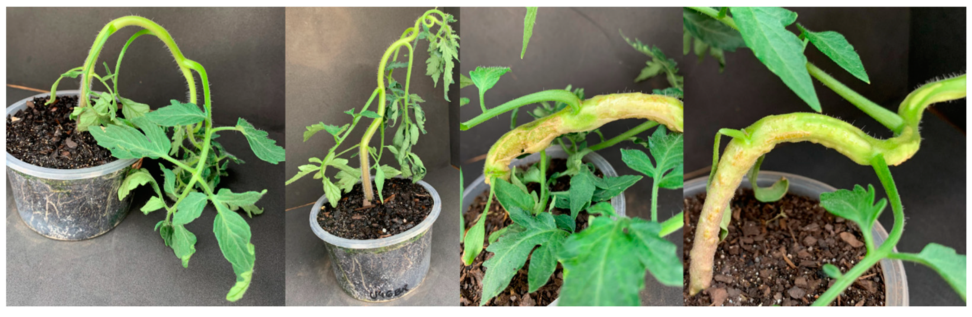 Agrochemicals 02 00011 g002