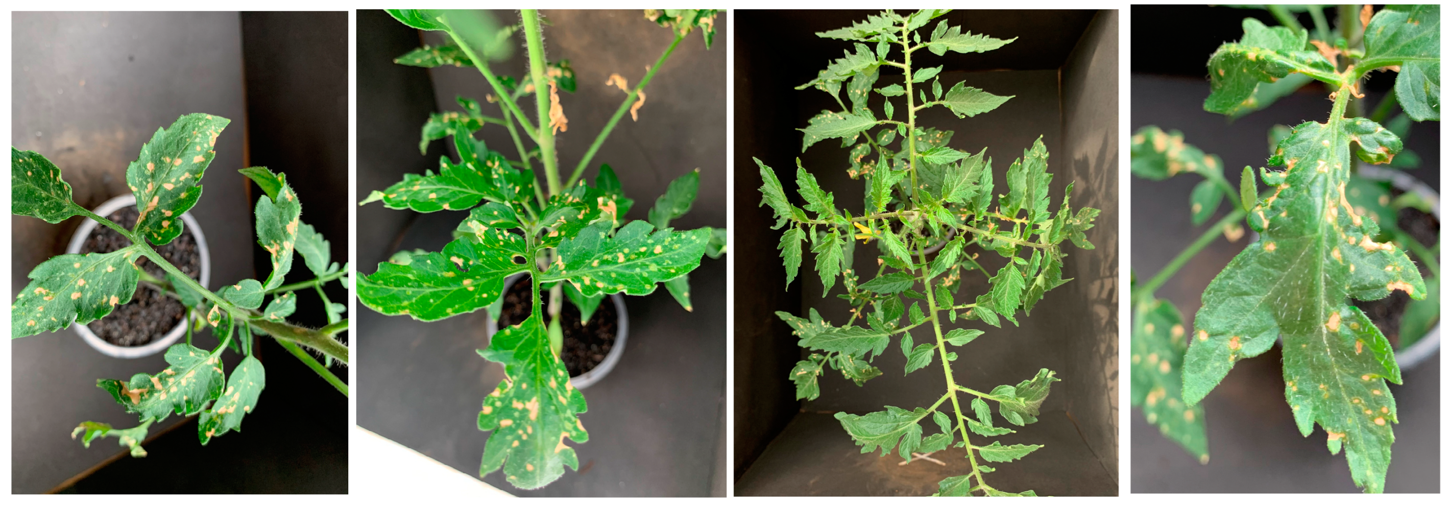 Agrochemicals 02 00011 g008