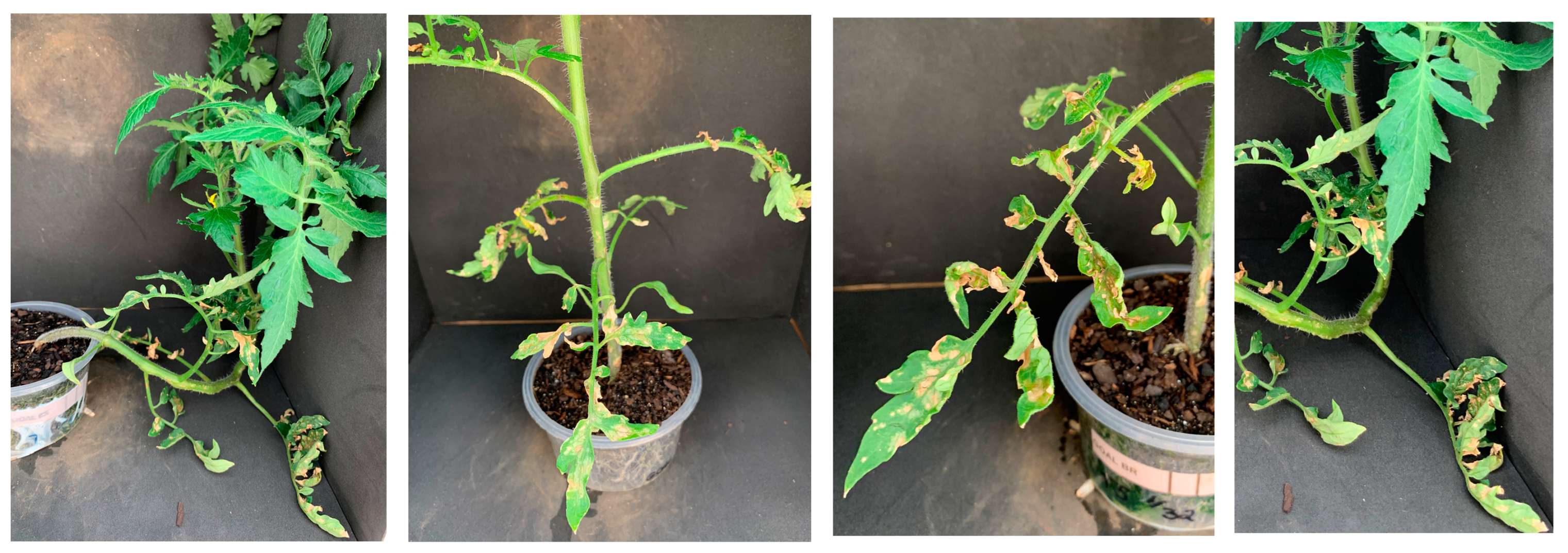 Agrochemicals 02 00011 g010