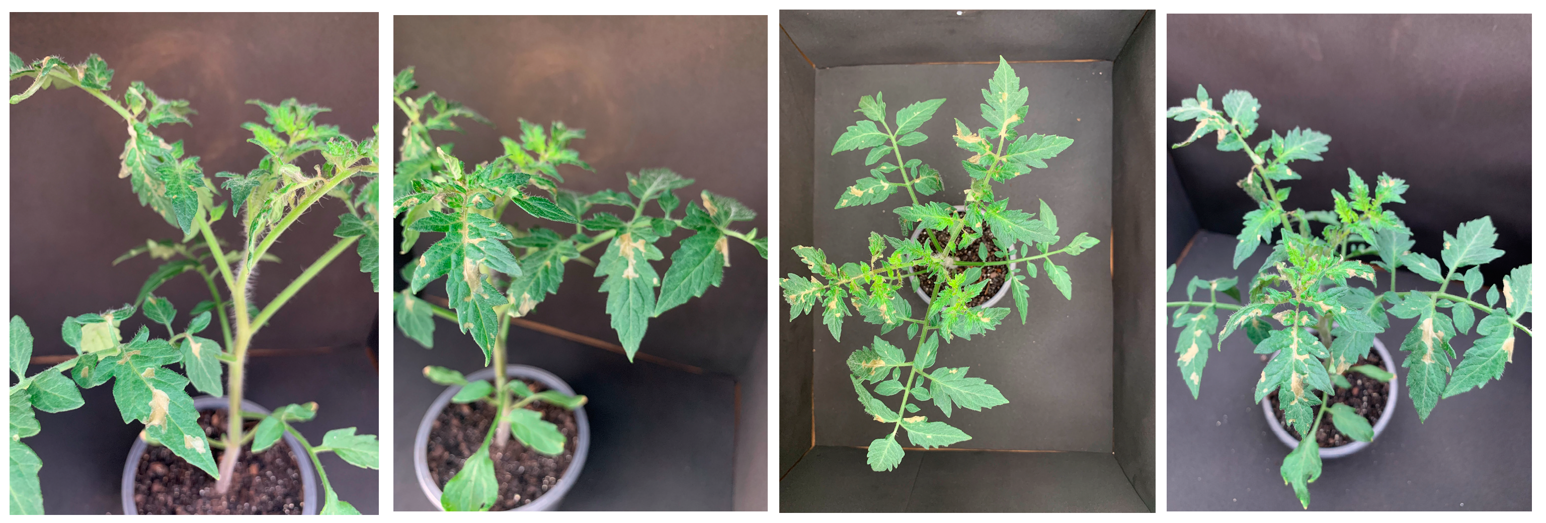 Agrochemicals 02 00011 g016