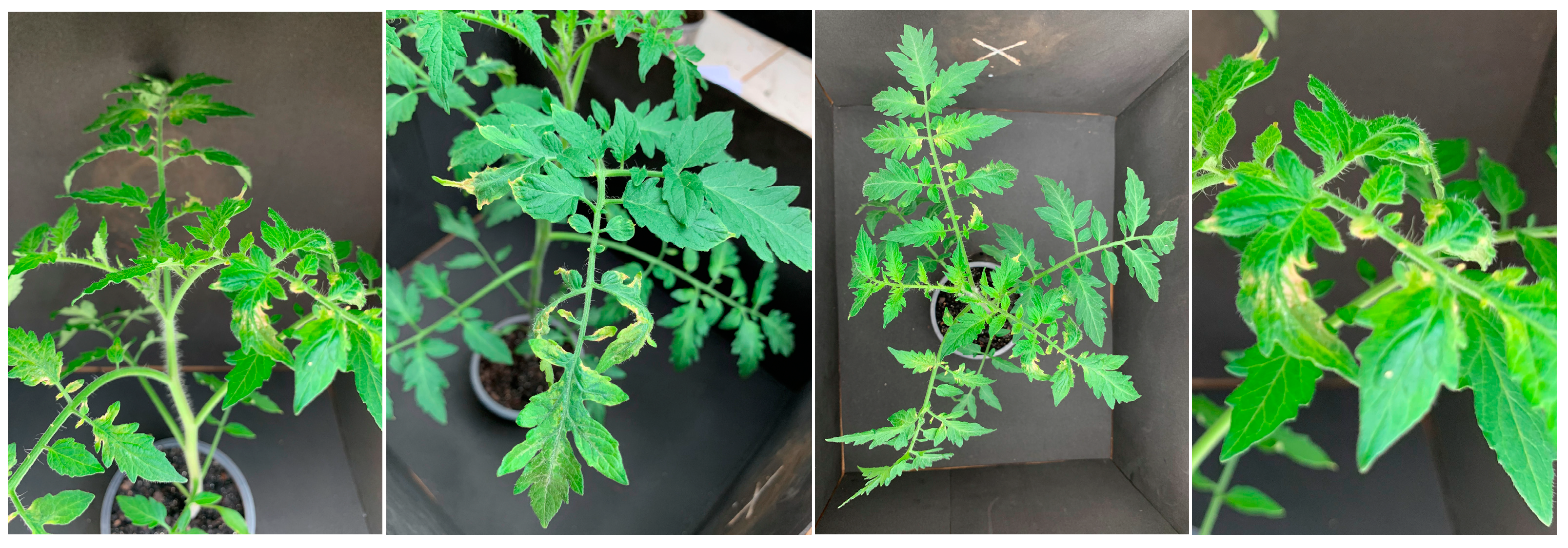 Agrochemicals 02 00011 g019