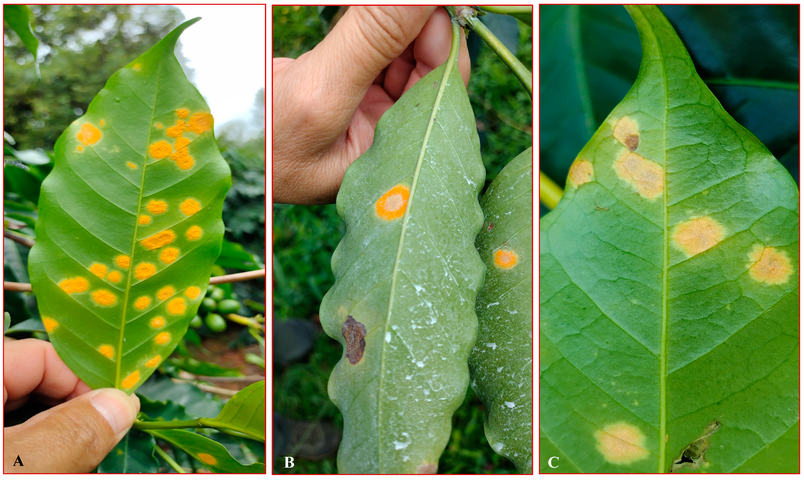 Agrochemicals 03 00011 g007