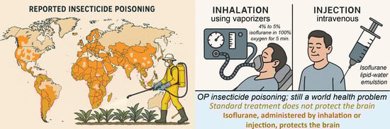 FJB staining in the rat hippocampus and dorsal thalamus demonstrated neuroprotective effects of ILE in the treatment of OP poisoning. FJB-stained neurons appear as bright green dots under fluorescence microscopy. Bright FJB fluorescence in neurons indicates serious neuronal damage. No neuronal FJB staining was observed in the uninjured control brains (top panels). In the animals given paraoxon (POX) but not treated with ILE (ISO), neuronal FJB staining in the hippocampus was observed in pyramidal cells in CA1, CA2, and CA3 of the hippocampus, as well as in neurons in the polymorph layer ((center left panel); cc = corpus callosum). No neuronal FJB staining was observed in the hippocampus of any of the animals treated with ILE 30 min after paraoxon (bottom left panel). The dorsal thalamus was another site of extensive neuronal FJB staining in the animals given paraoxon but not treated with the ILE ((center right panel); sm = stria medullaris). Very minimal neuronal FJB staining was observed in the dorsal thalamus of all of the ILE-treated animals (bottom right panel). Figure reprinted with permission from [49].