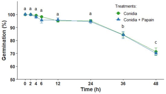 Average percentage of viable Beauveria bassiana (IP361) conidia incubated with or without papain (10%) at different incubation times. Values are expressed as mean ± standard deviation. Distinct letters indicate statistically significant differences among treatments according to Tukey’s test (p < 0.01).