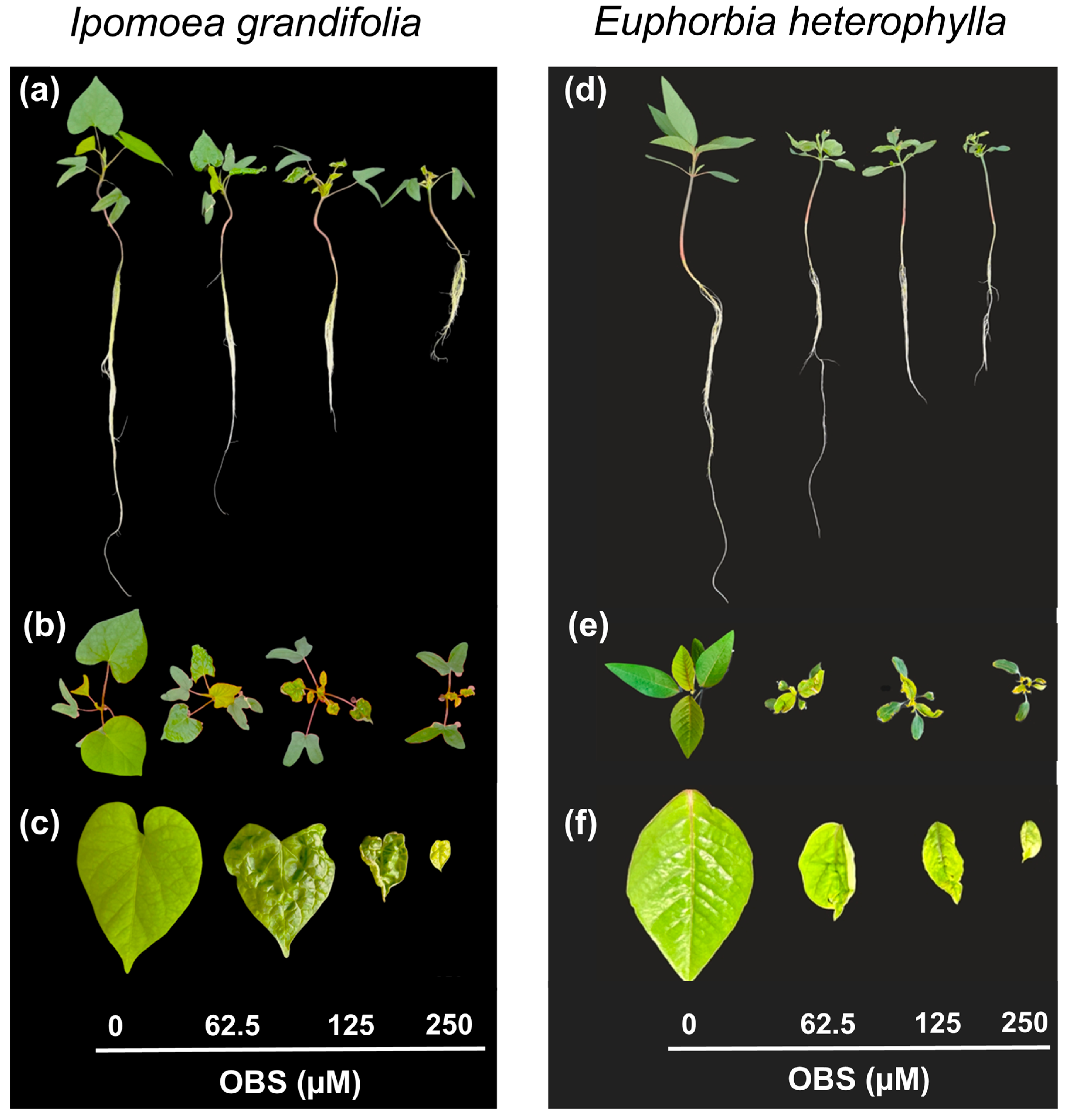 Agrochemicals 05 00003 g004