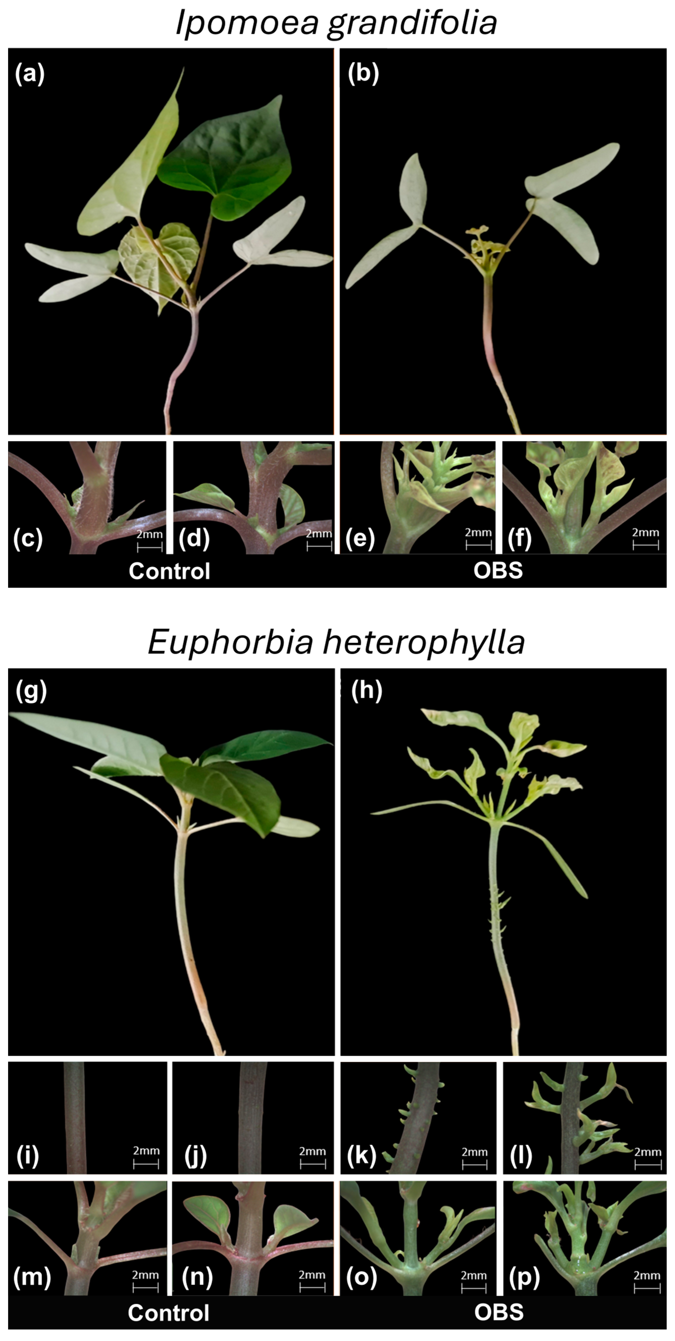 Agrochemicals 05 00003 g005