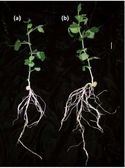 Agronomy 03 00595 g002 550