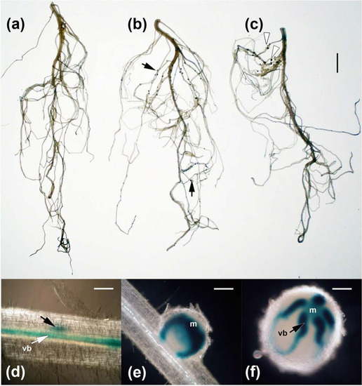 Agronomy 03 00595 g004 550