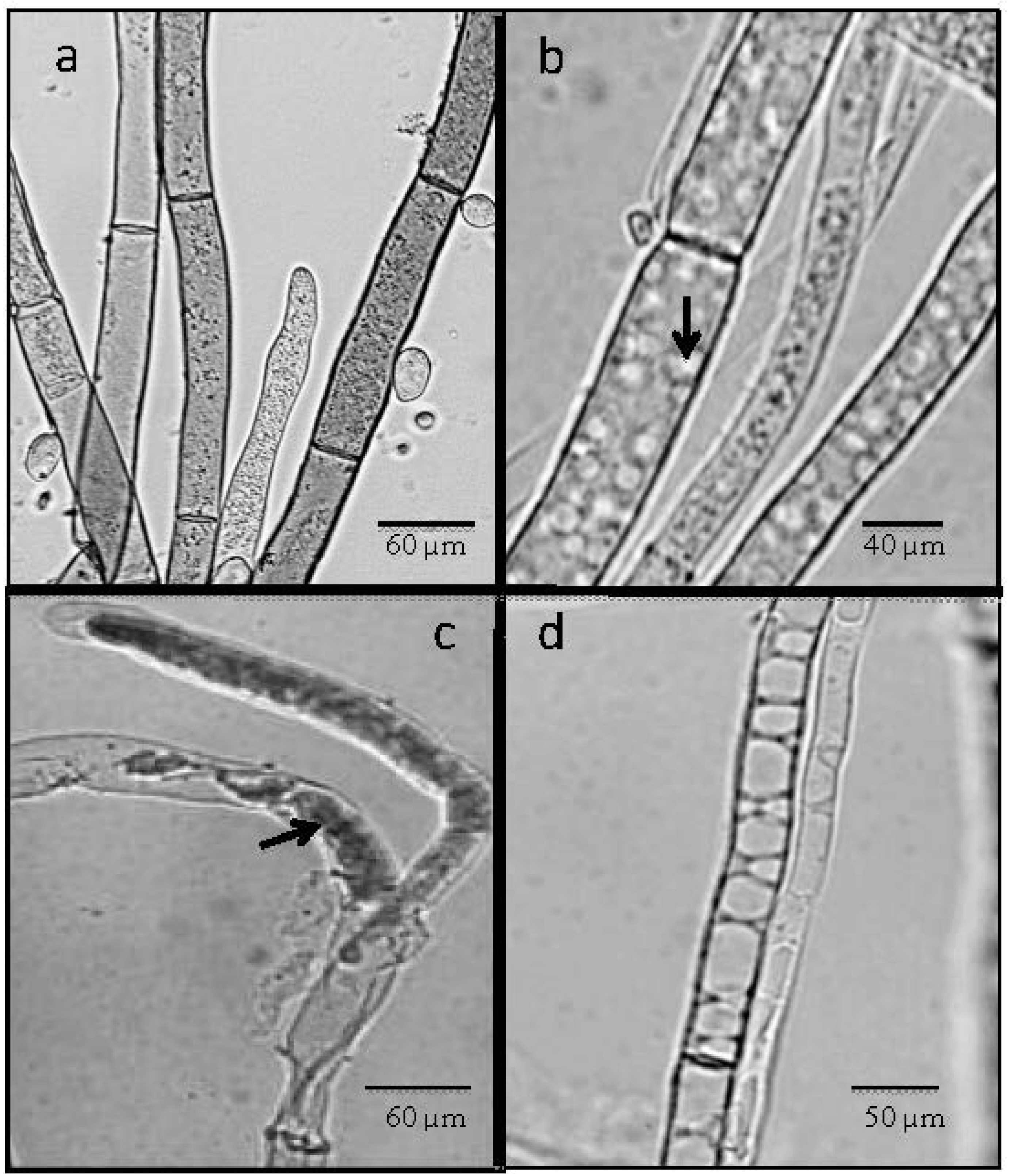 Agronomy 03 00632 g002