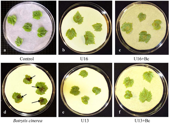 Agronomy 03 00632 g003 550