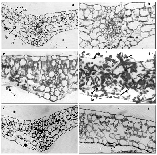 Agronomy 03 00632 g004 550
