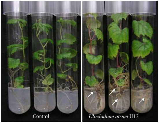 Agronomy 03 00632 g006 550