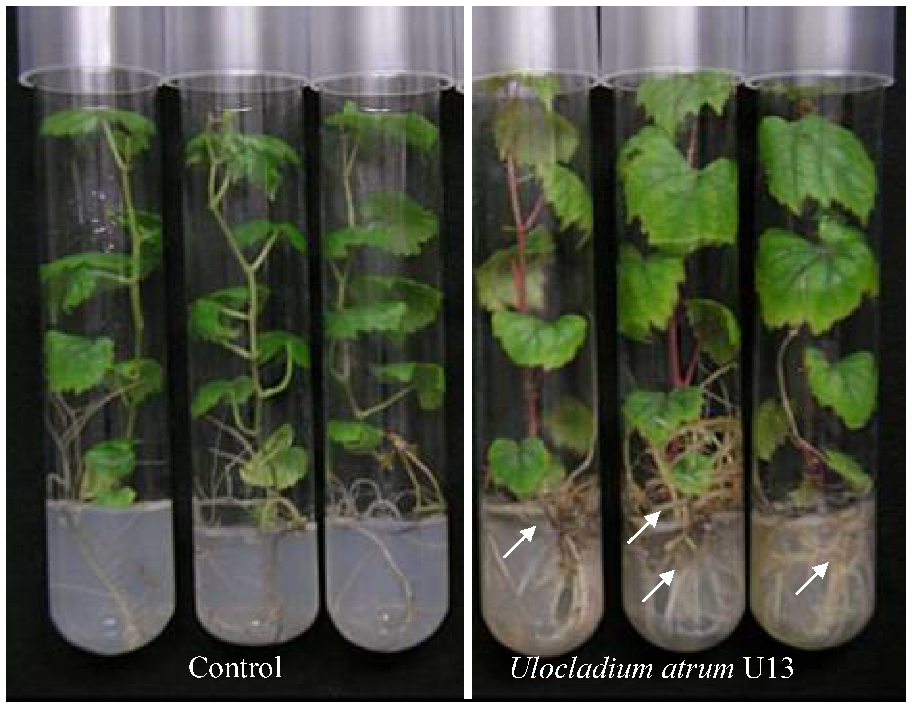 Agronomy 03 00632 g006