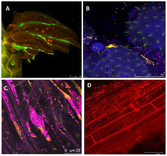 Agronomy 03 00648 g001 550