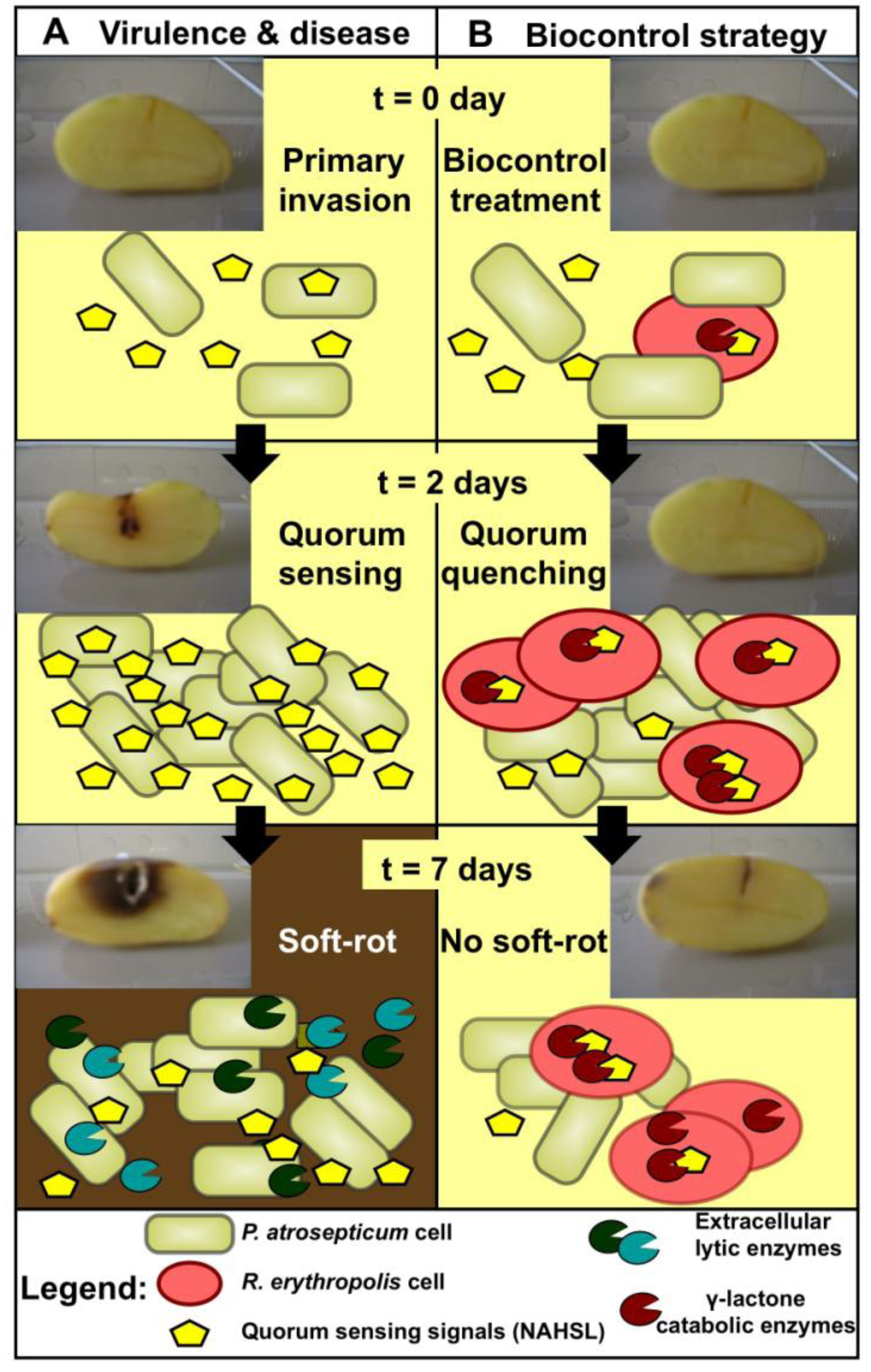 Agronomy 03 00816 g001