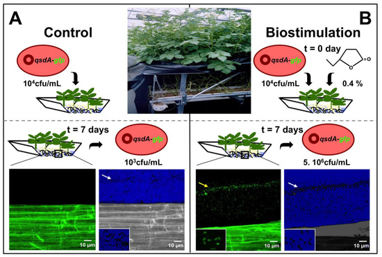 Agronomy 03 00816 g004 550