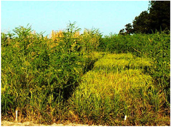 Agronomy 04 00074 g005 550