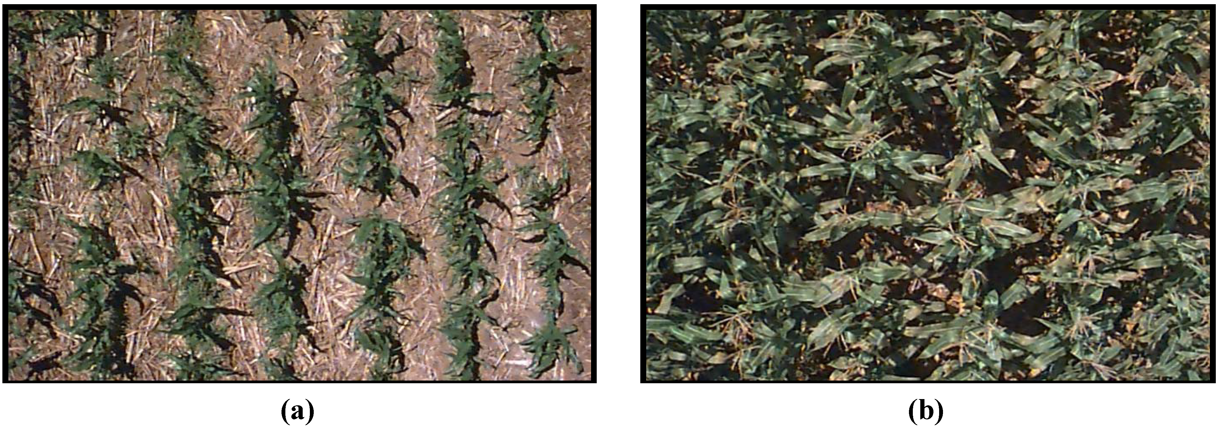 Agronomy 04 00108 g001