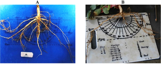 Agronomy 04 00418 g003 550