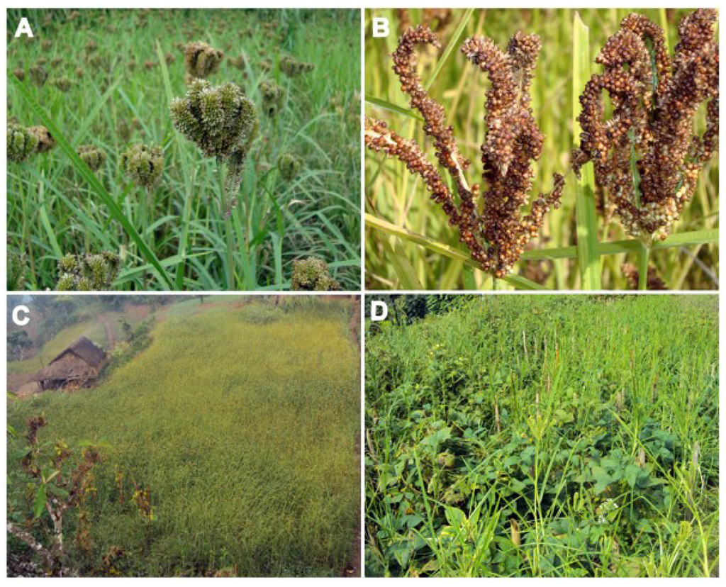 Agronomy 05 00262 g001 1024