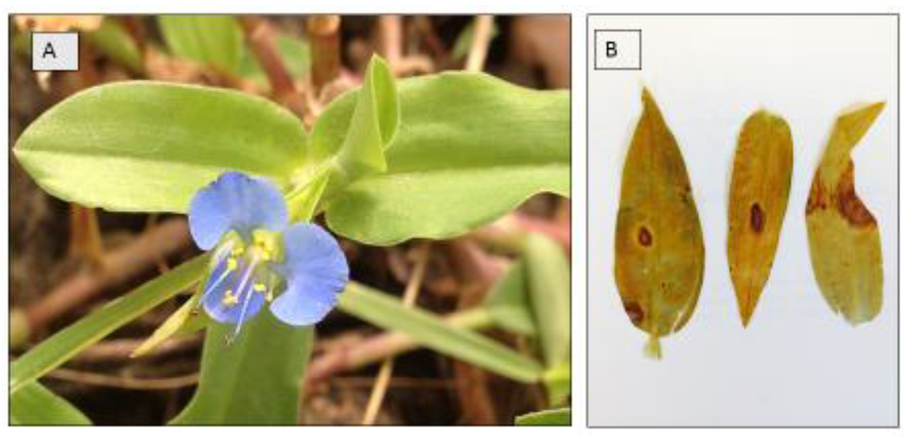 Agronomy 05 00519 g001