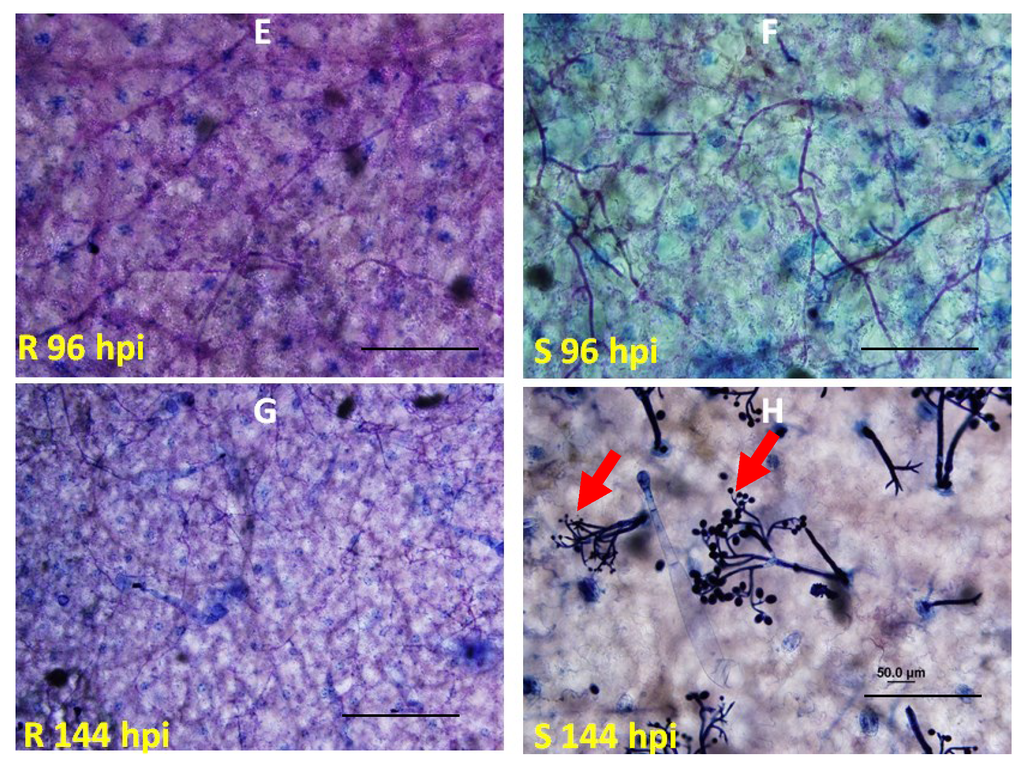 Agronomy 05 00555 g001b 1024