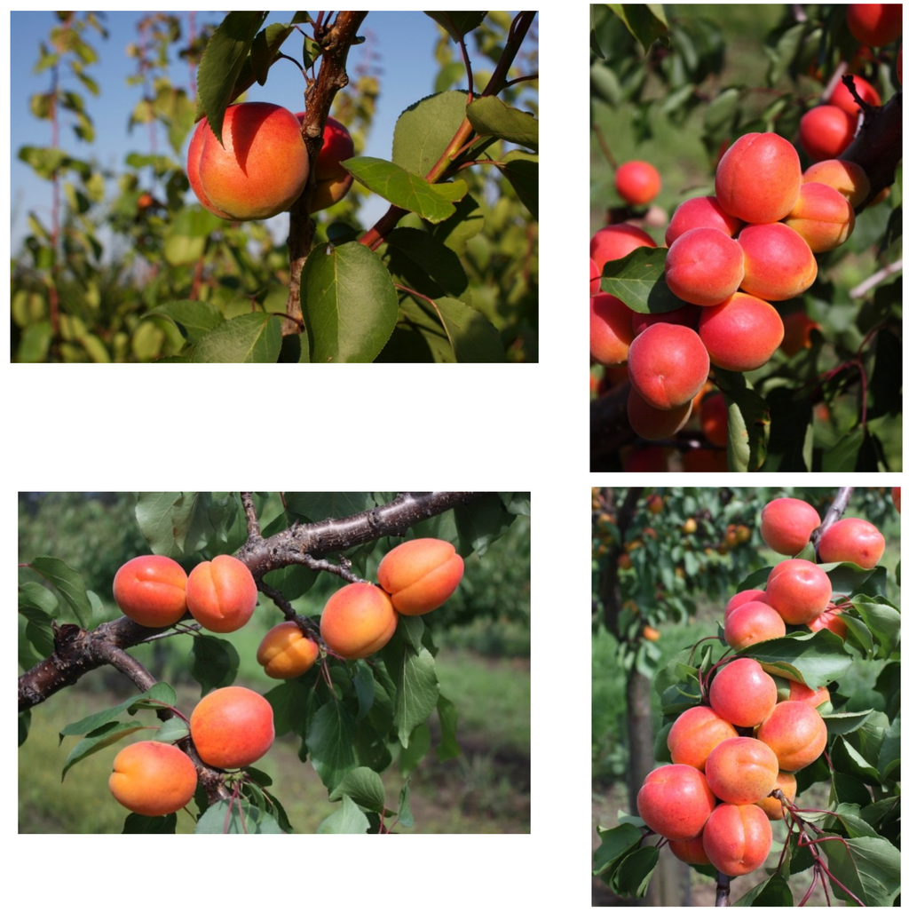 Agronomy 06 00027 g001 1024