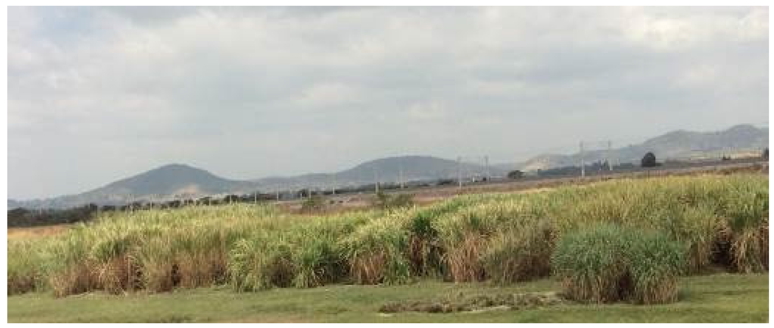 Agronomy 07 00028 g002