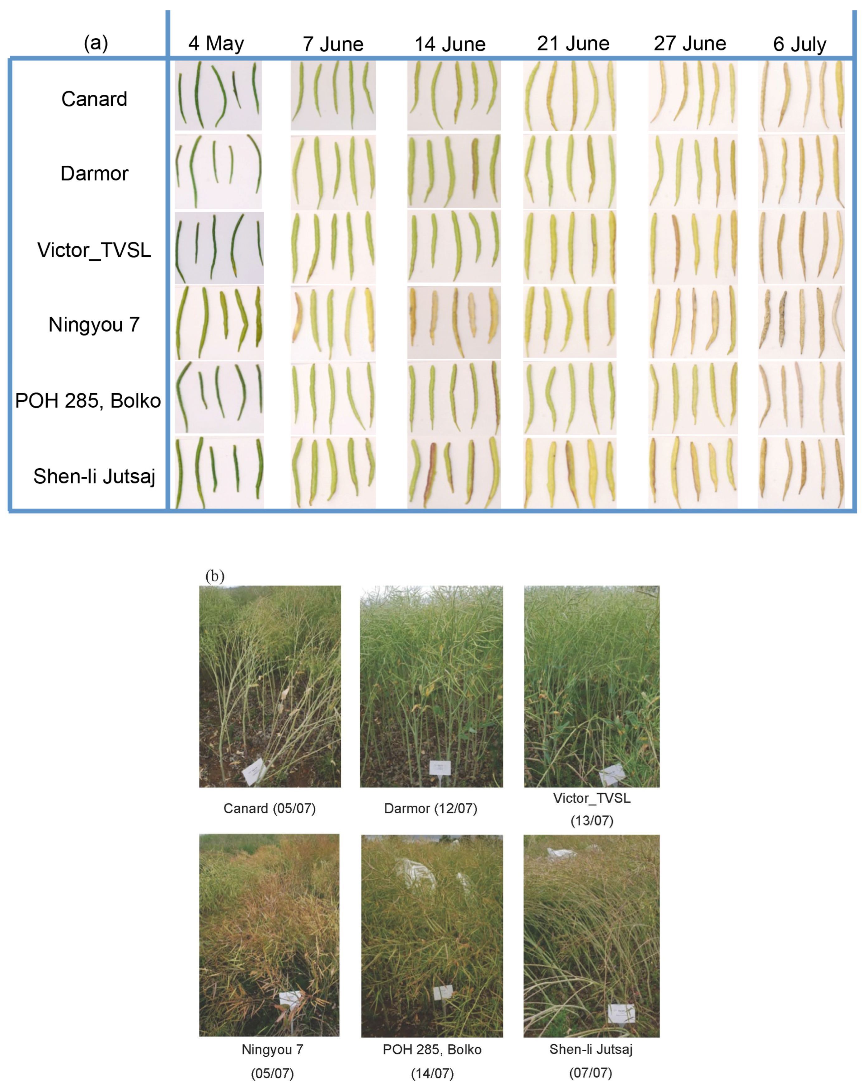 Agronomy 07 00031 g009