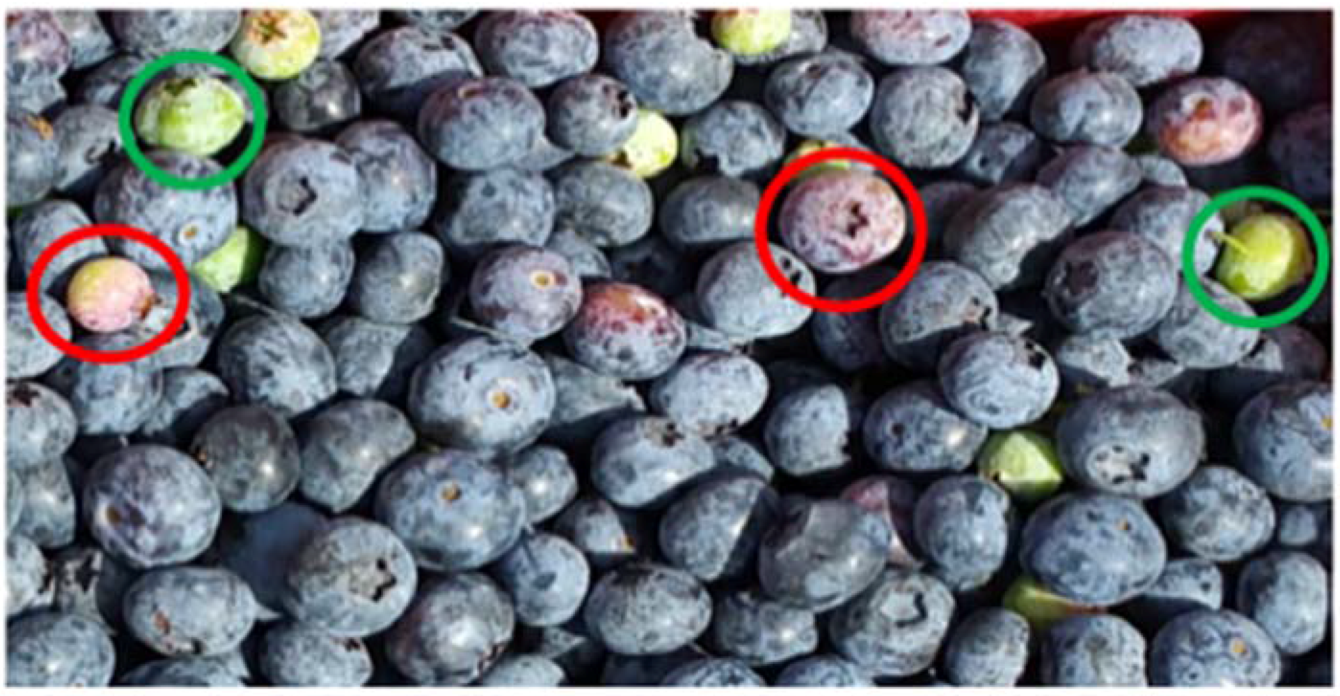 Agronomy 07 00033 g011