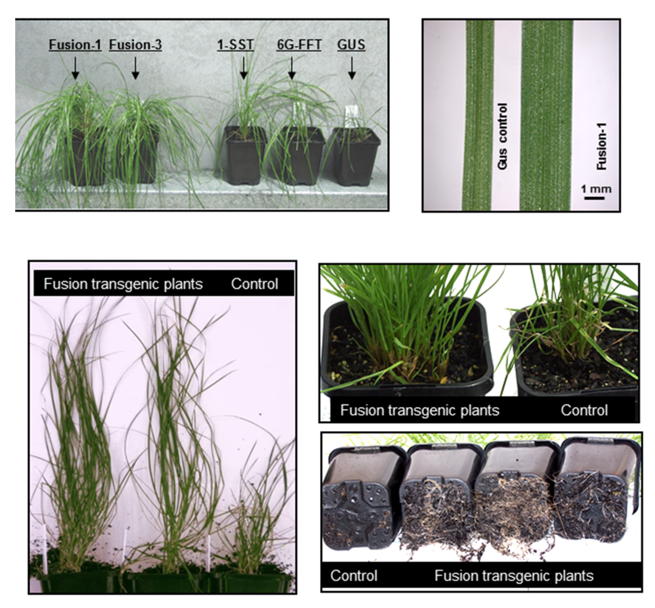 Agronomy 07 00036 g003 Agronomy 07 00036 g003