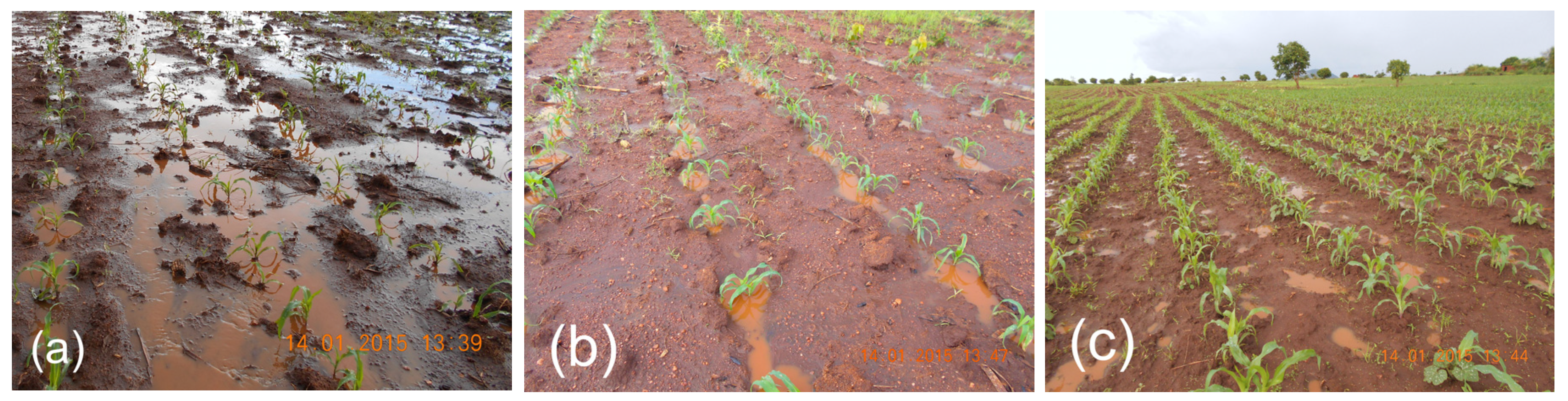 Agronomy 07 00040 g007