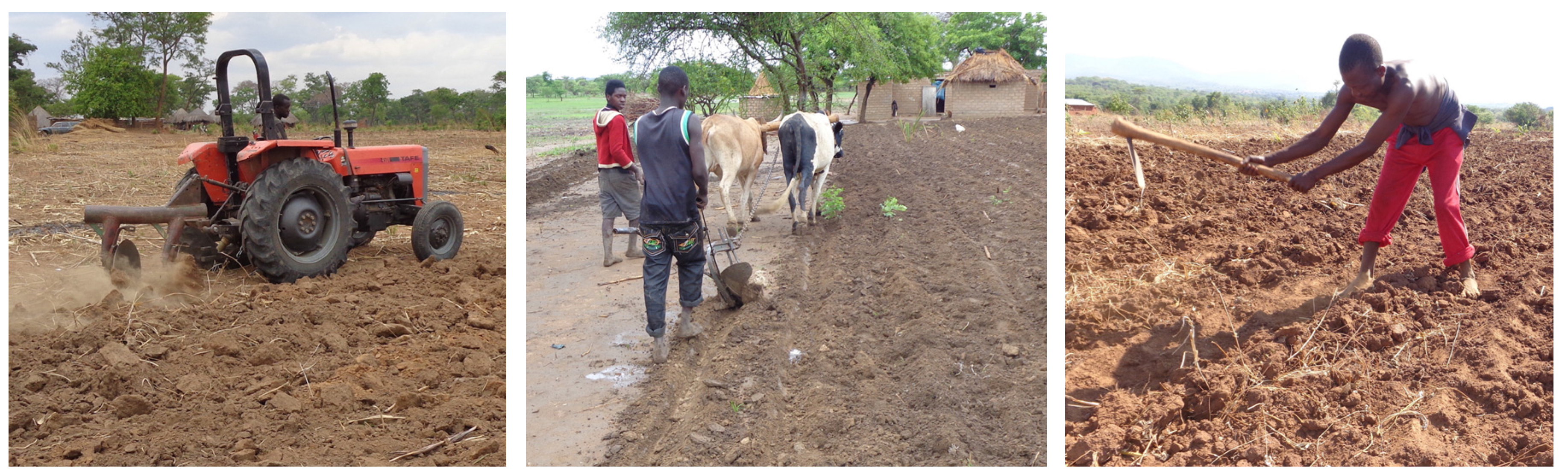 Agronomy 07 00040 g010