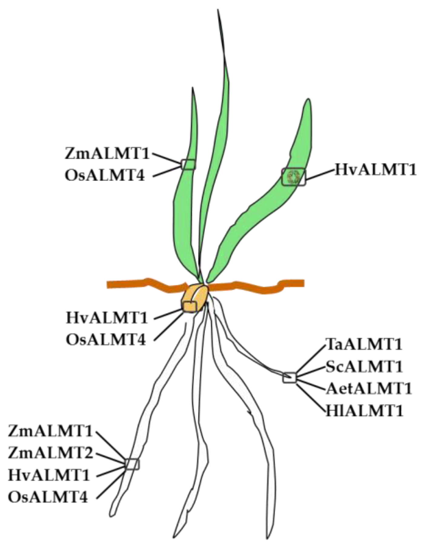 Agronomy 08 00020 g001 Agronomy 08 00020 g001