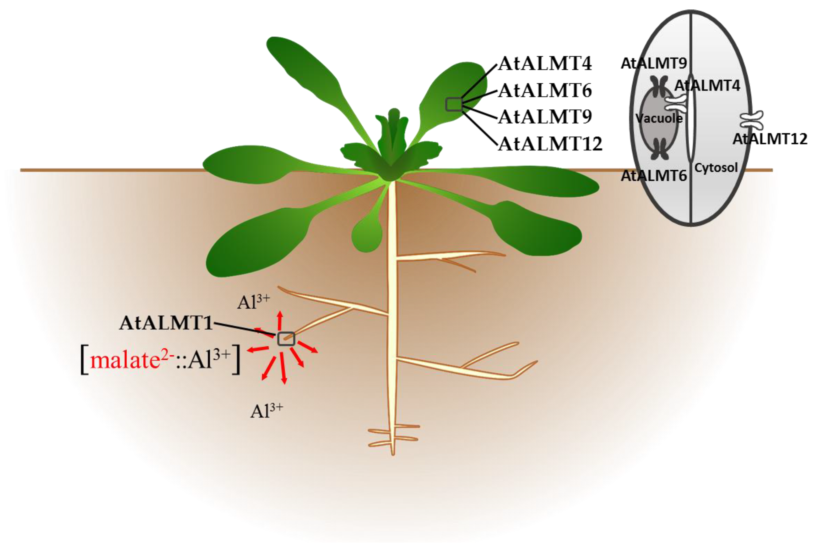 Agronomy 08 00020 g002 Agronomy 08 00020 g002