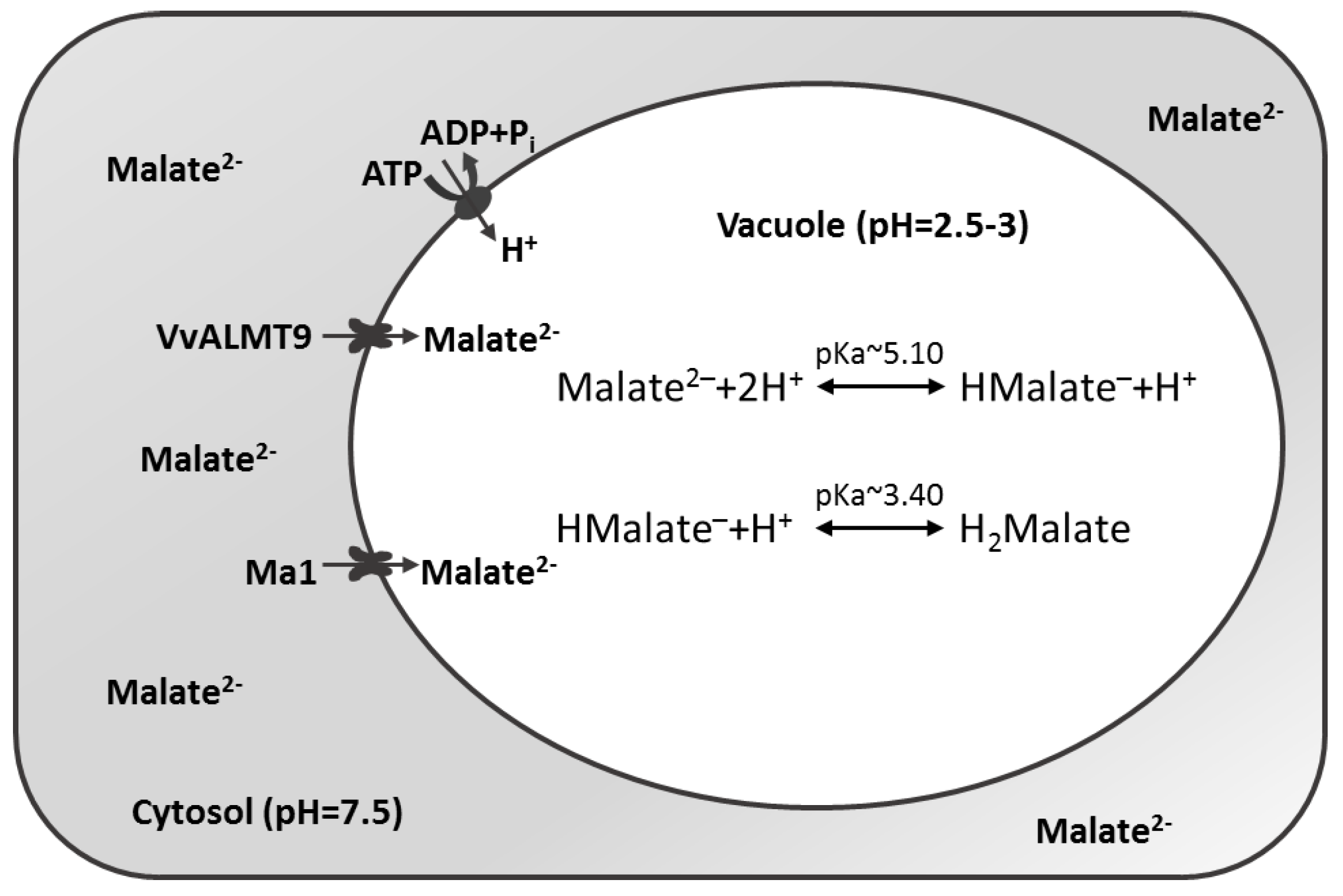 Agronomy 08 00020 g003 Agronomy 08 00020 g003
